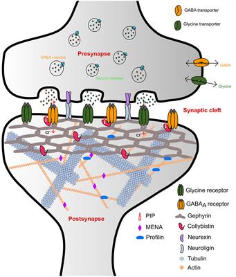 Structure–Function Relationships of Glycine and GABAA Receptors and Their Interplay With the Scaffolding Protein Gephyrin